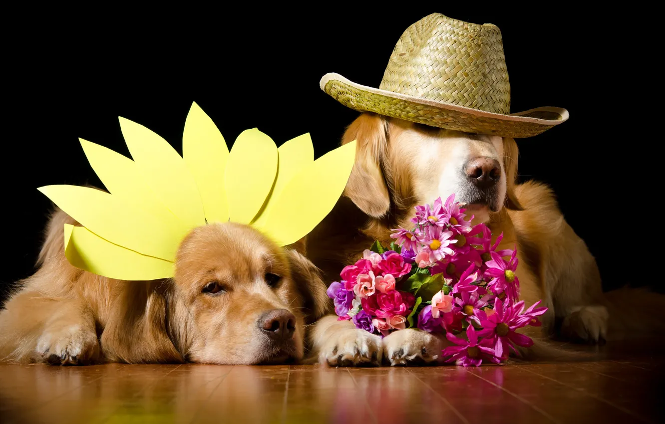 Фото обои собаки, цветы, портрет, собака, букет, шляпа, лепестки, пара