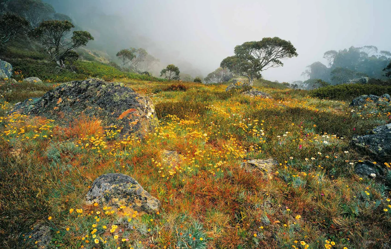 Фото обои цветы, туман, весна, Виктория, утро, Австралия, Национальный парк Алпайн