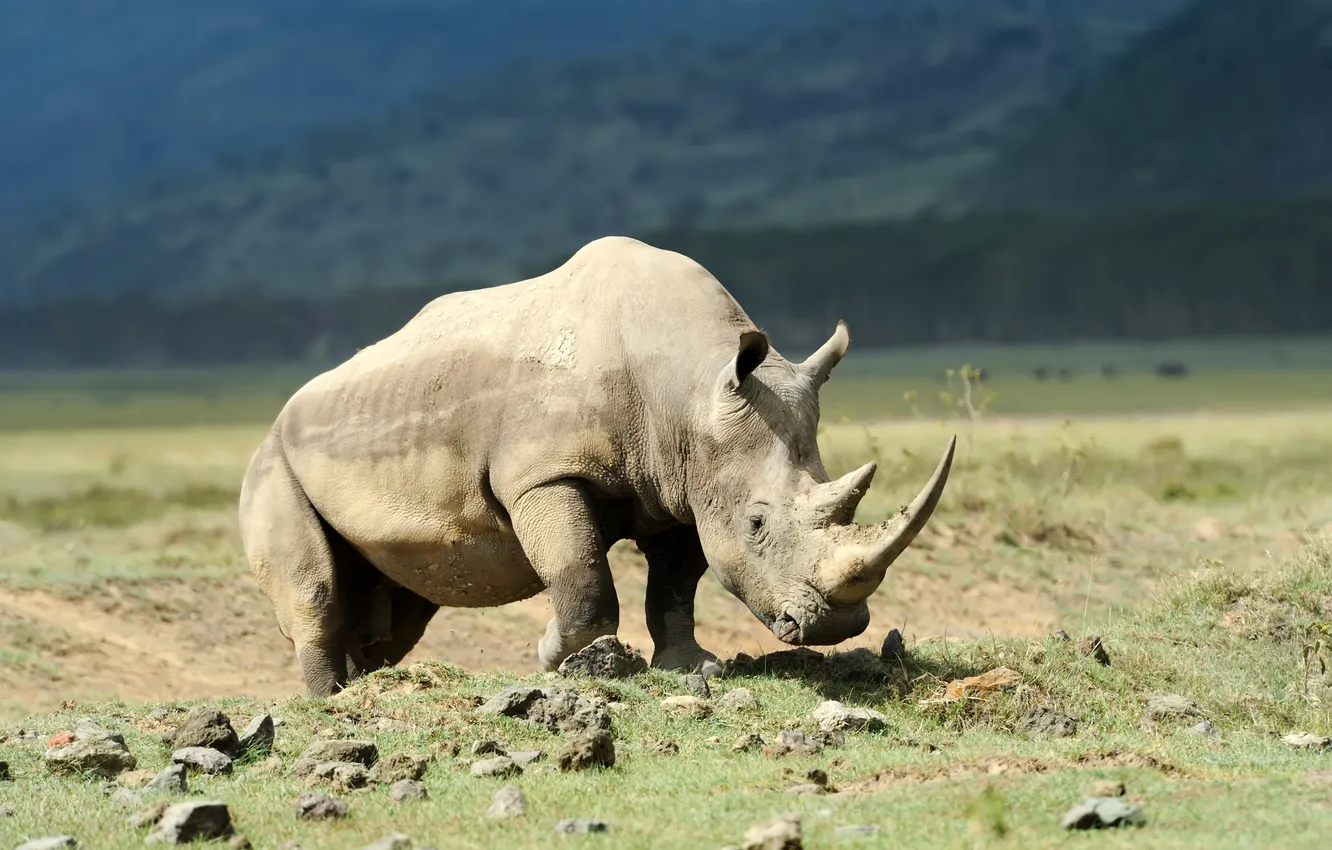 Фото обои white, rhino, savannah, african