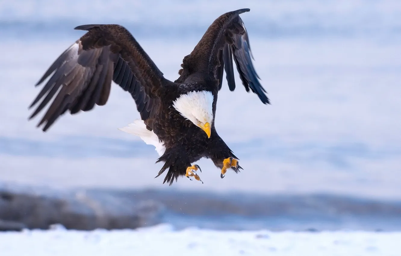 Фото обои Белоголовый орлан, хищная птица, Haliaeetus leucocephalus