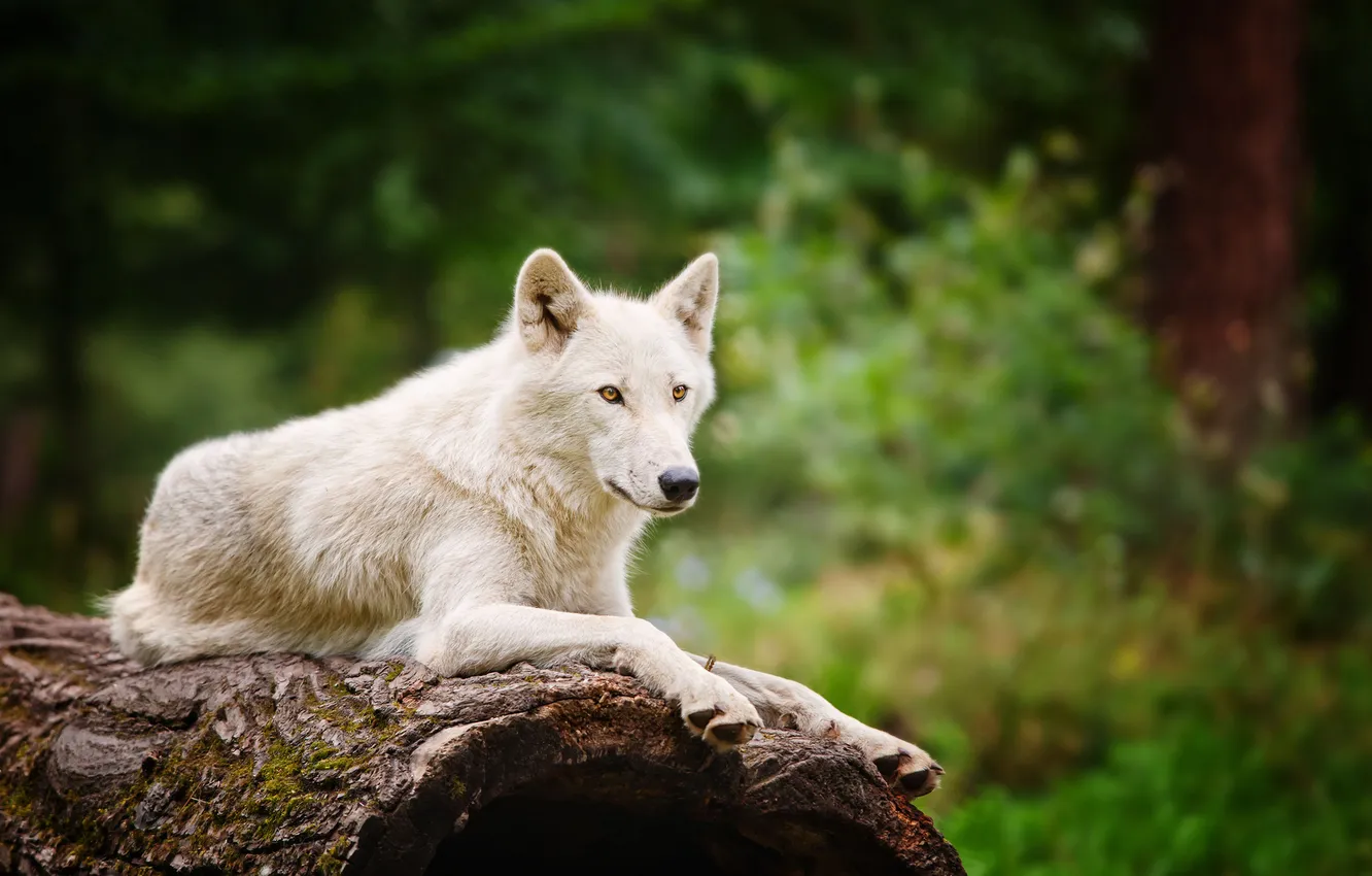 Фото обои белый, волк, размытость
