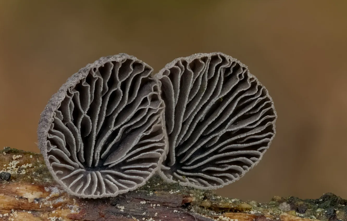 Фото обои грибы, пара, Beat Buetikofer