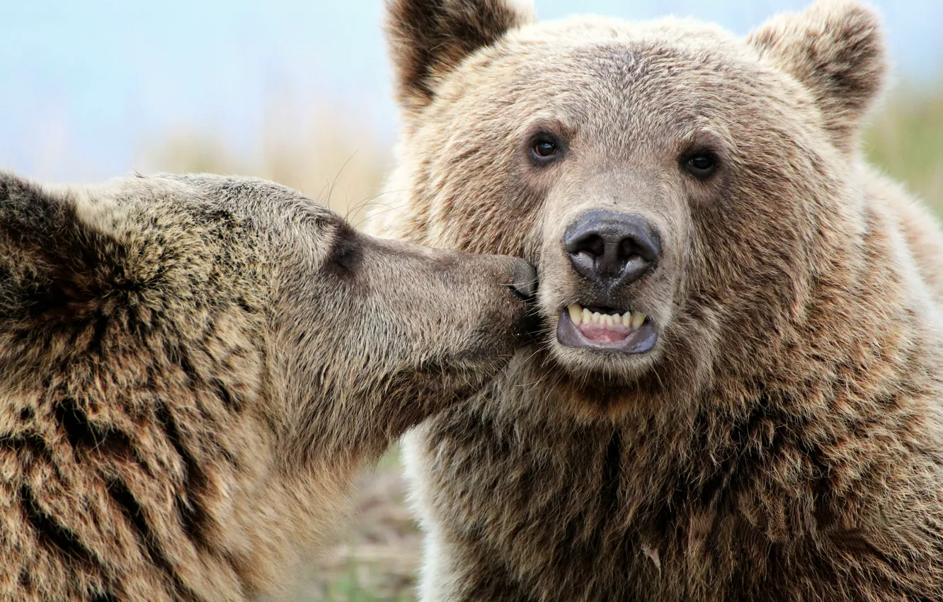 Фото обои Поцелуй, Медведи, Животные