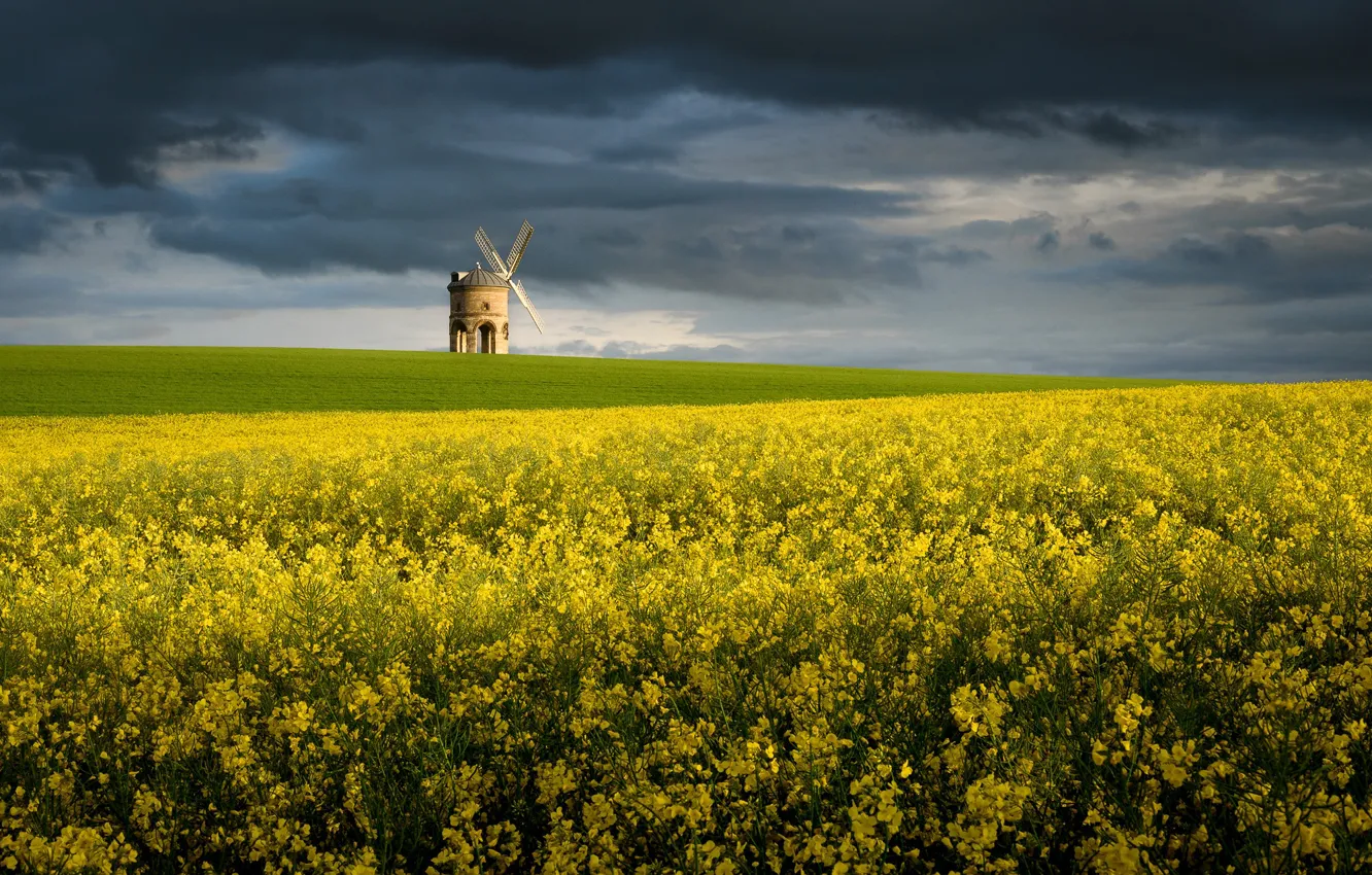 Фото обои поле, цветы, фото, мельница, рапс