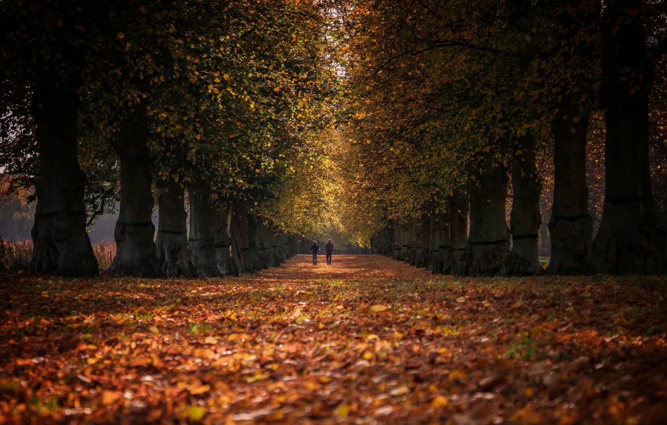 Фото обои дорога, осень, лес, листья, Природа, тропа