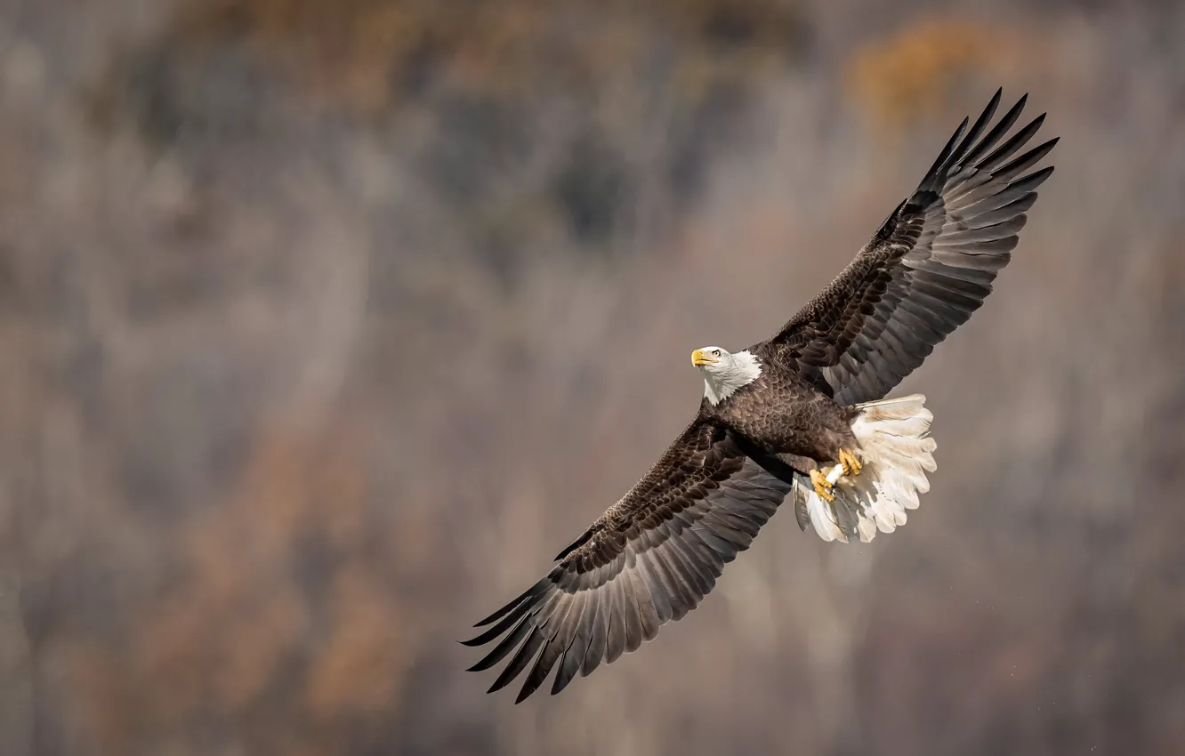 Фото обои полет, птица, орёл, белоголовый орлан, размах крыльев