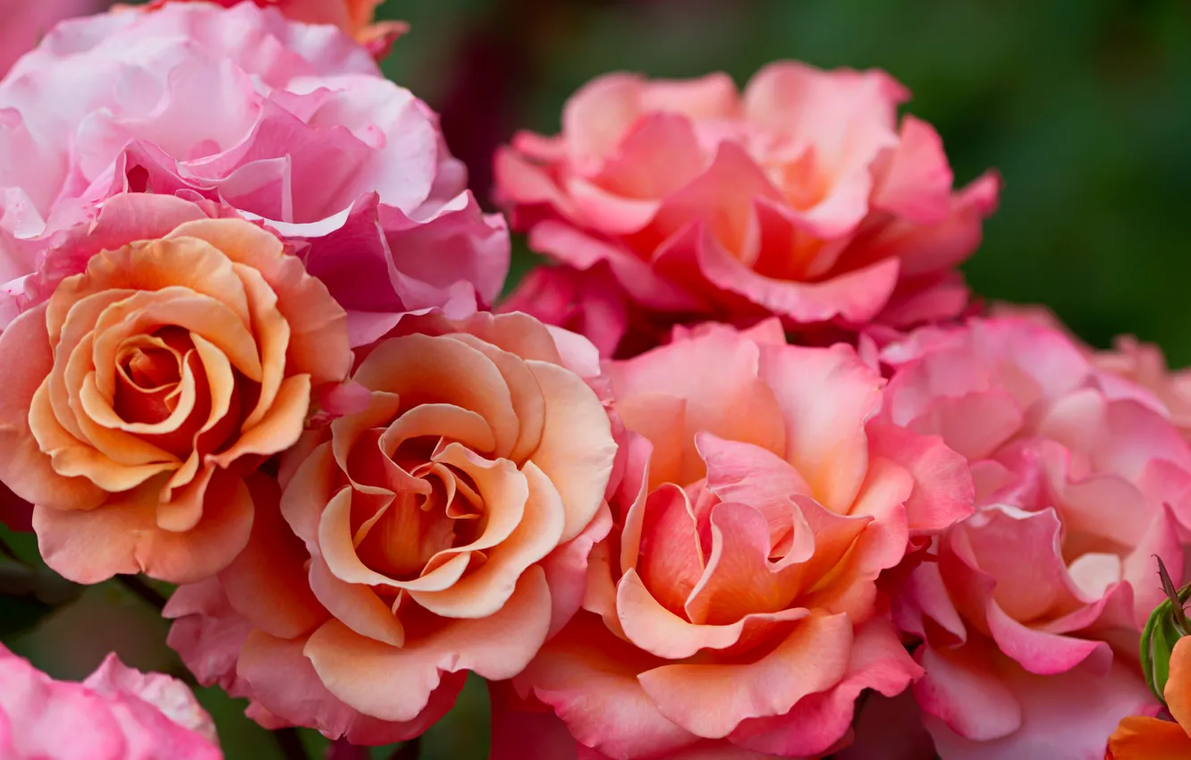 Фото обои розы, лепестки, бутоны