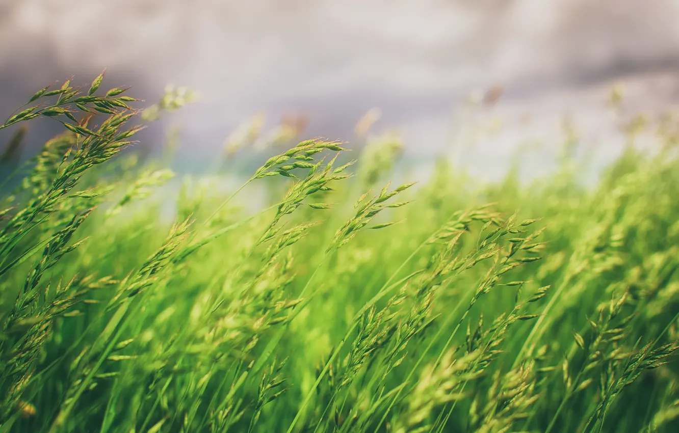 Фото обои трава, природа, фон