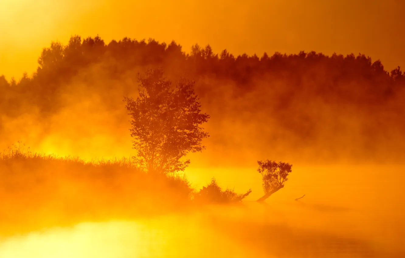 Фото обои деревья, туман, река, рассвет