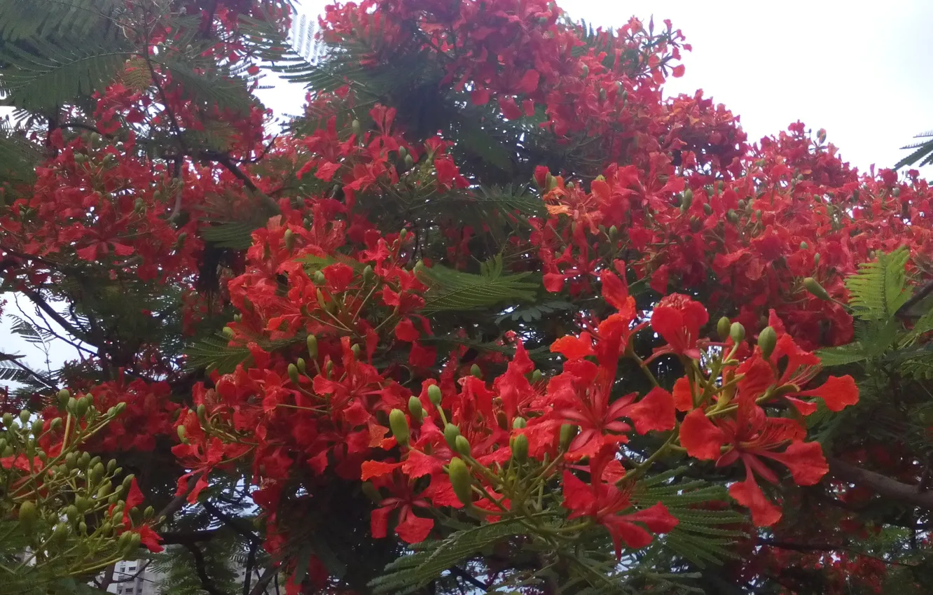 Фото обои Delonix, delonix regia, regia, Hyderabad, Red flowers