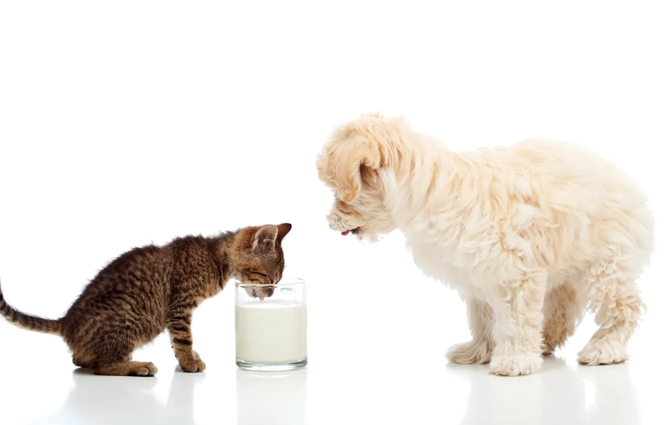 Фото обои котенок, собака, молоко, dogs, cats, Мальтезе, milk