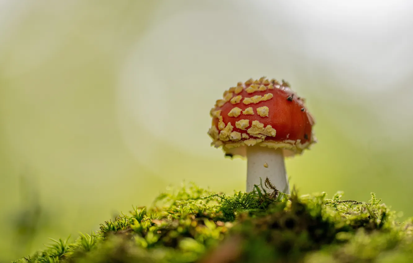 Фото обои осень, фон, гриб, мох, мухомор, боке, грибок, красная шляпка