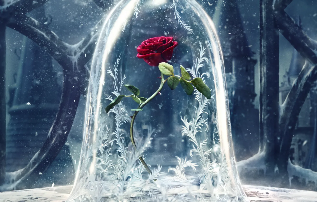 Фото обои цветок, узоры, роза, фэнтези, постер, снежные, Beauty and the Beast, Красавица и чудовище