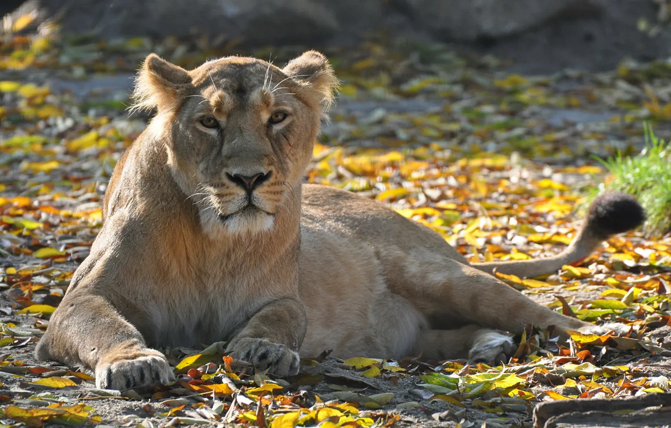 Фото обои взгляд, отдых, листва, хищник, лев, львица