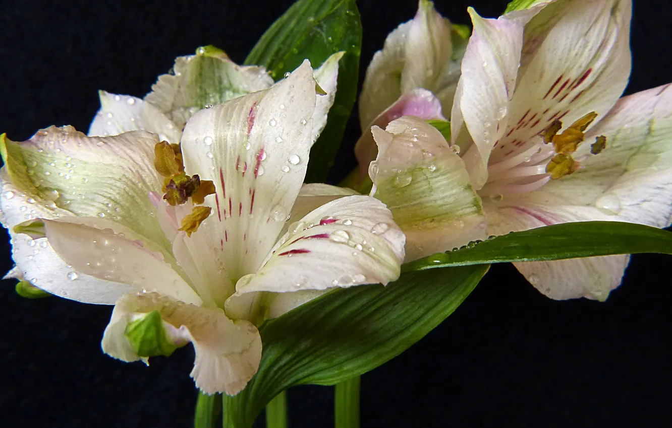 Фото обои капли, макро, белые, macro, drops, Лилии, lilies