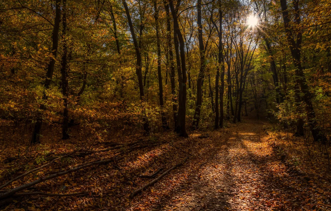Фото обои осень, лес, солнце