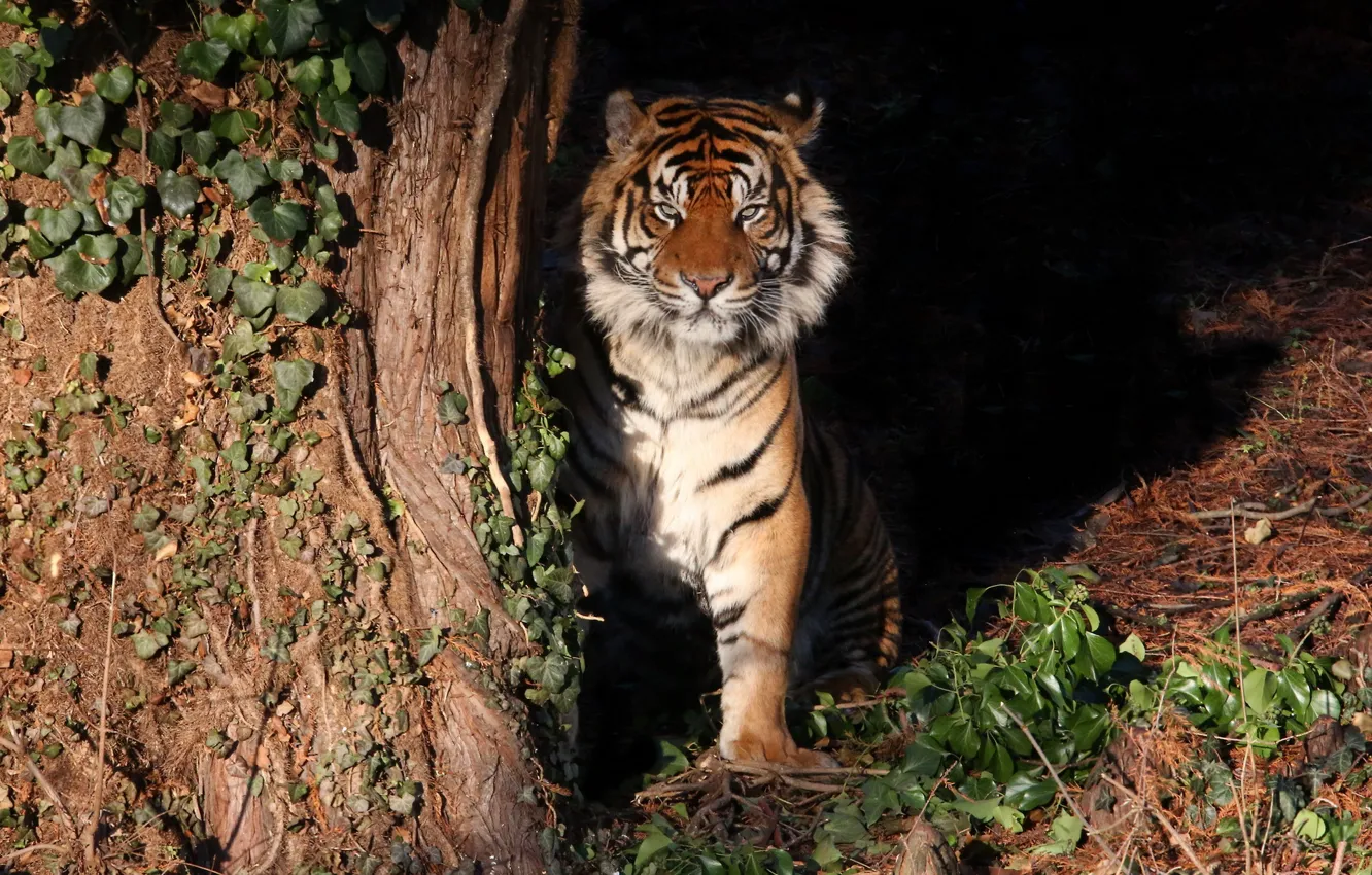 Фото обои природа, тигр, фон