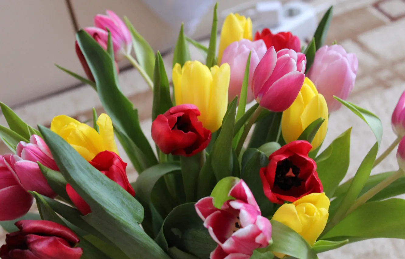 Фото обои цветы, весна, Тюльпаны
