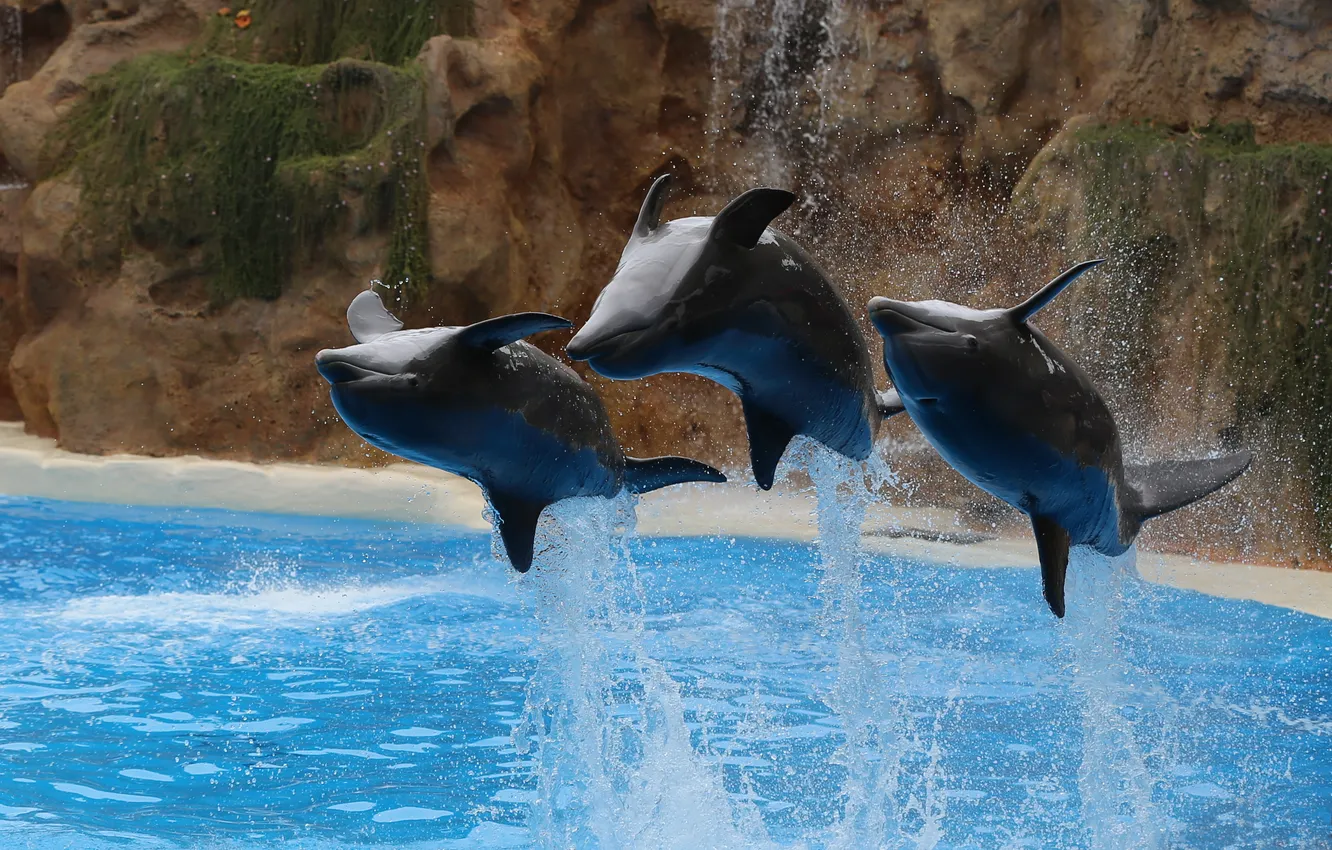 Фото обои вода, брызги, прыжок, дельфины