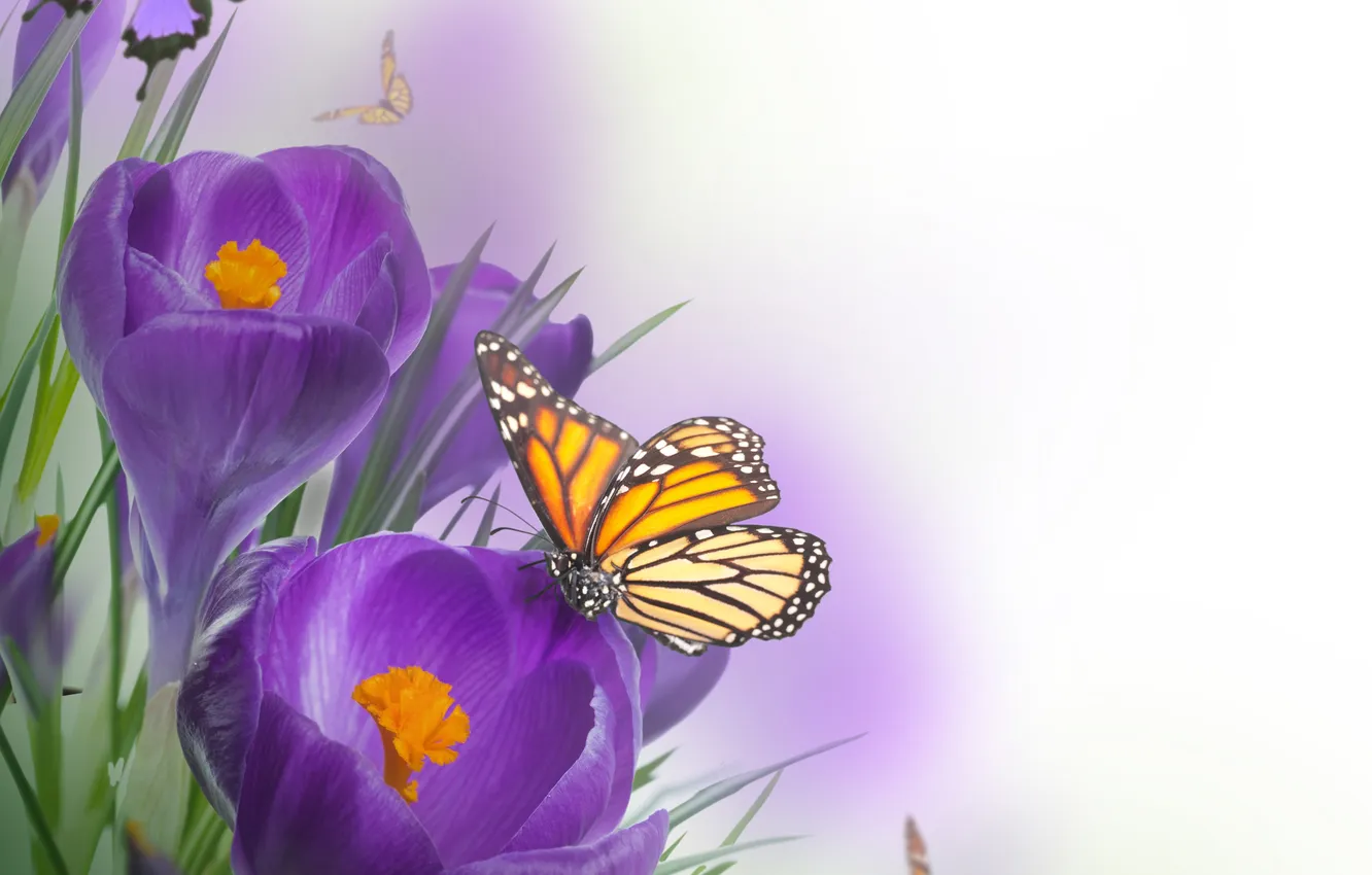Фото обои бабочки, цветы, крокусы, flowers, crocus, butterflies