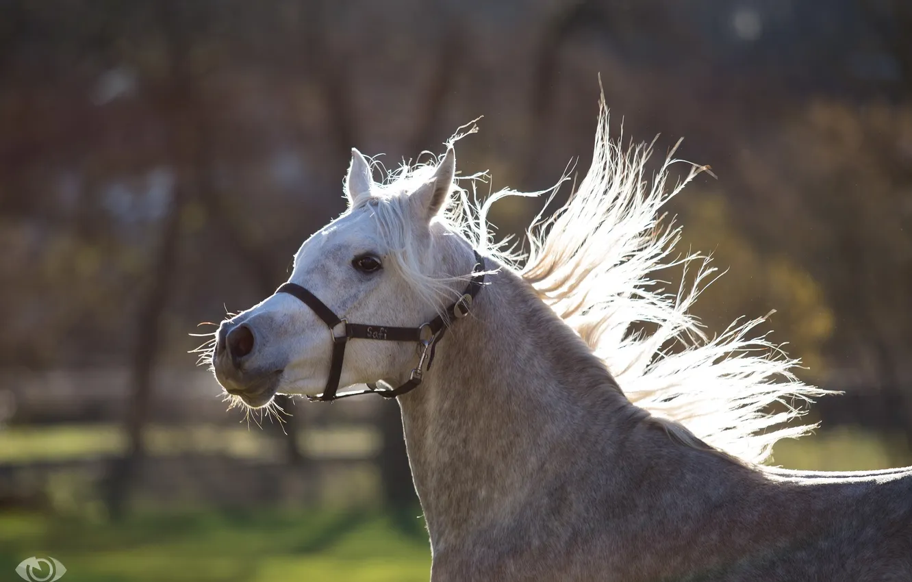 Фото обои морда, серый, движение, конь, лошадь, бег, грива, (с) OliverSeitz