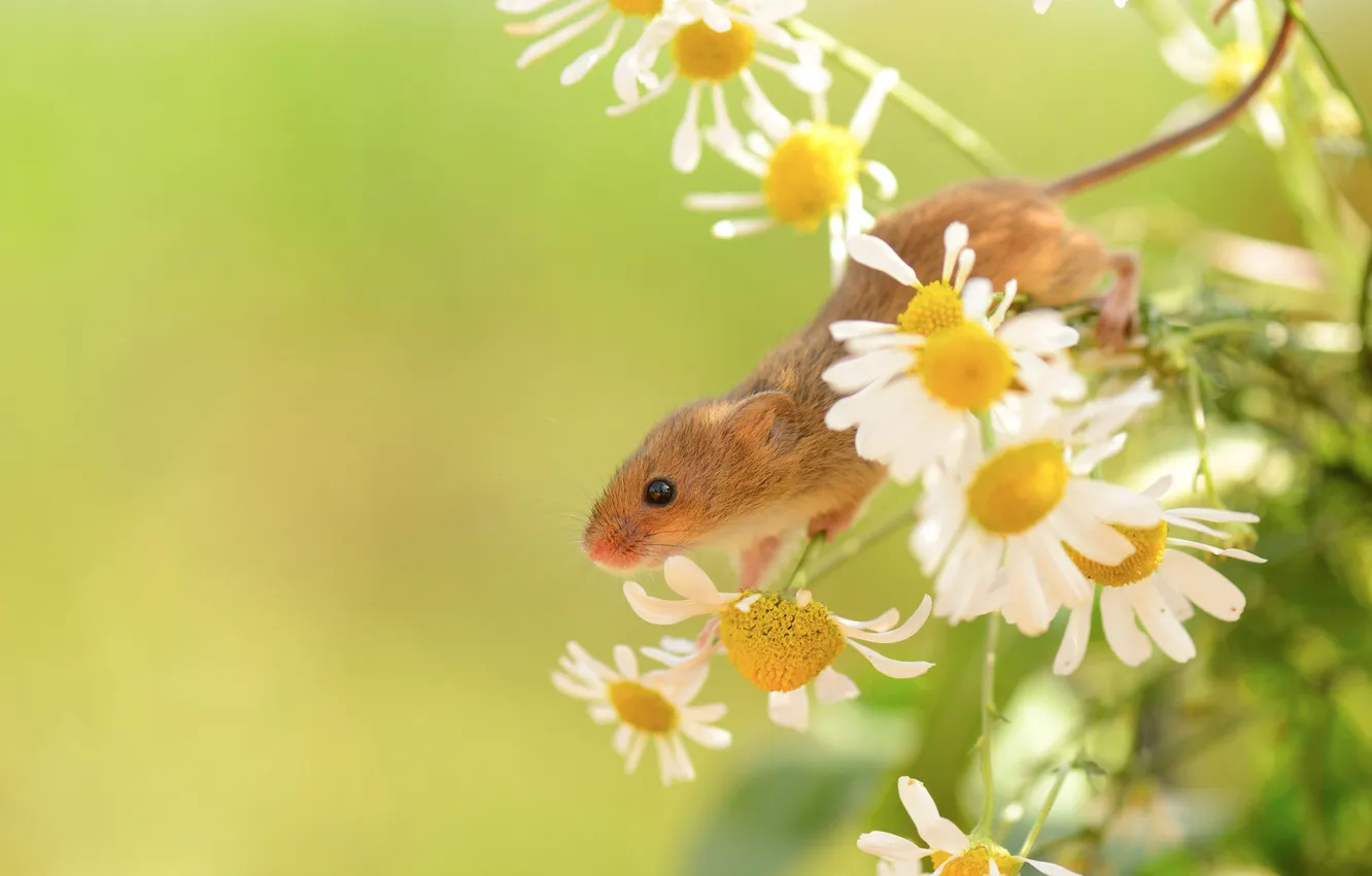 Фото обои зелень, цветы, ромашки, растения, мышь, маленькая, полевая