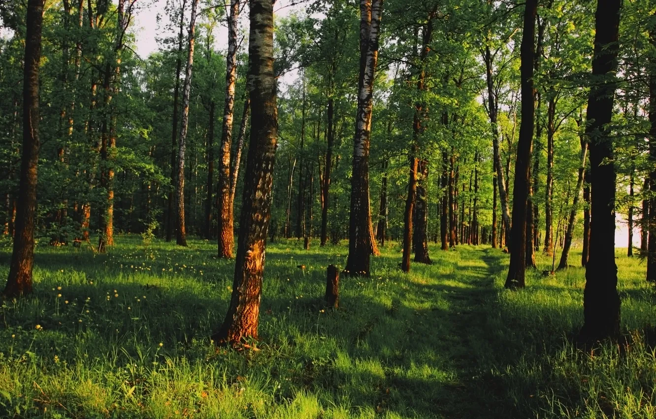 Фото обои зелень, лес, пейзаж, утро, тени, березы, солнечный свет