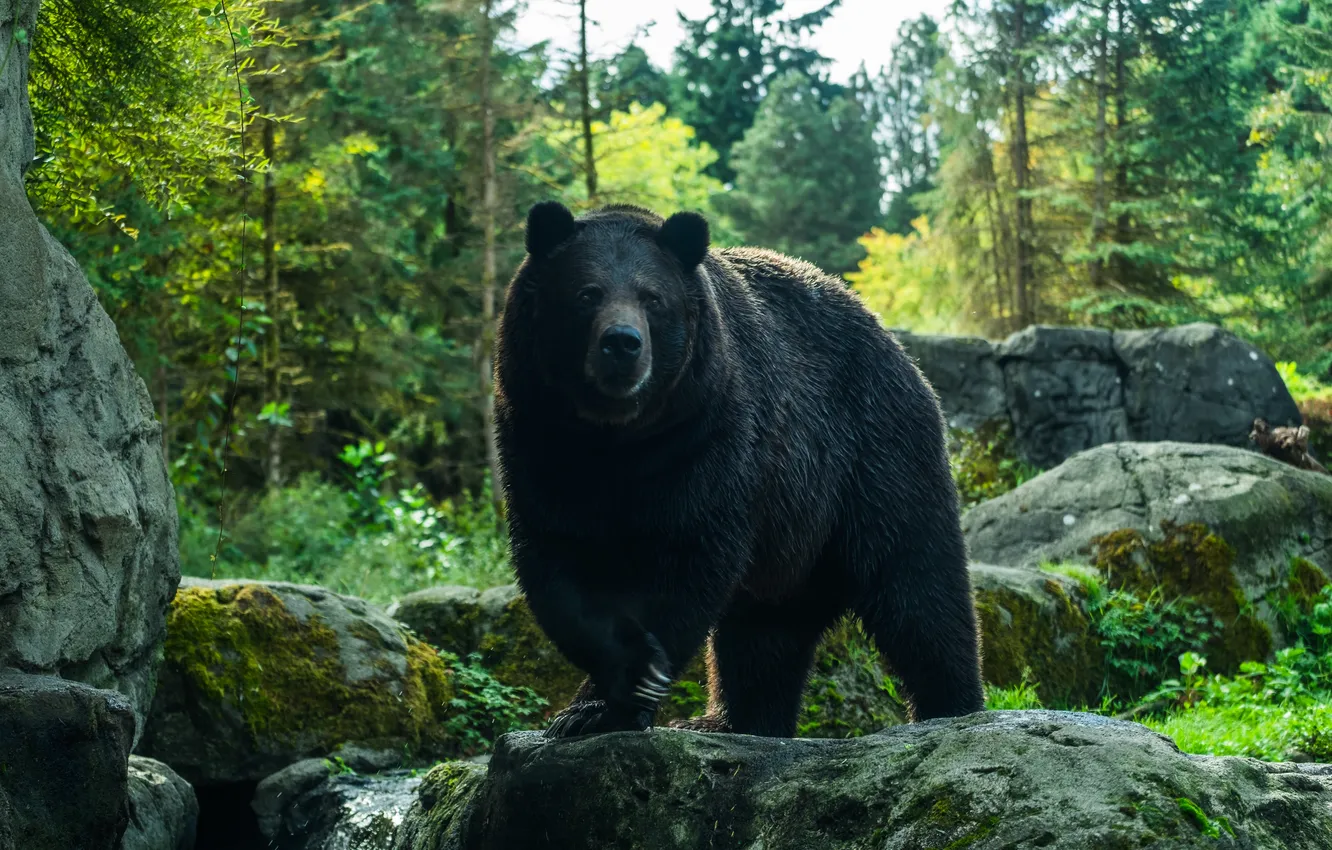 Фото обои bear, background, large, angry, wild, isolated, grizzly, himalayan