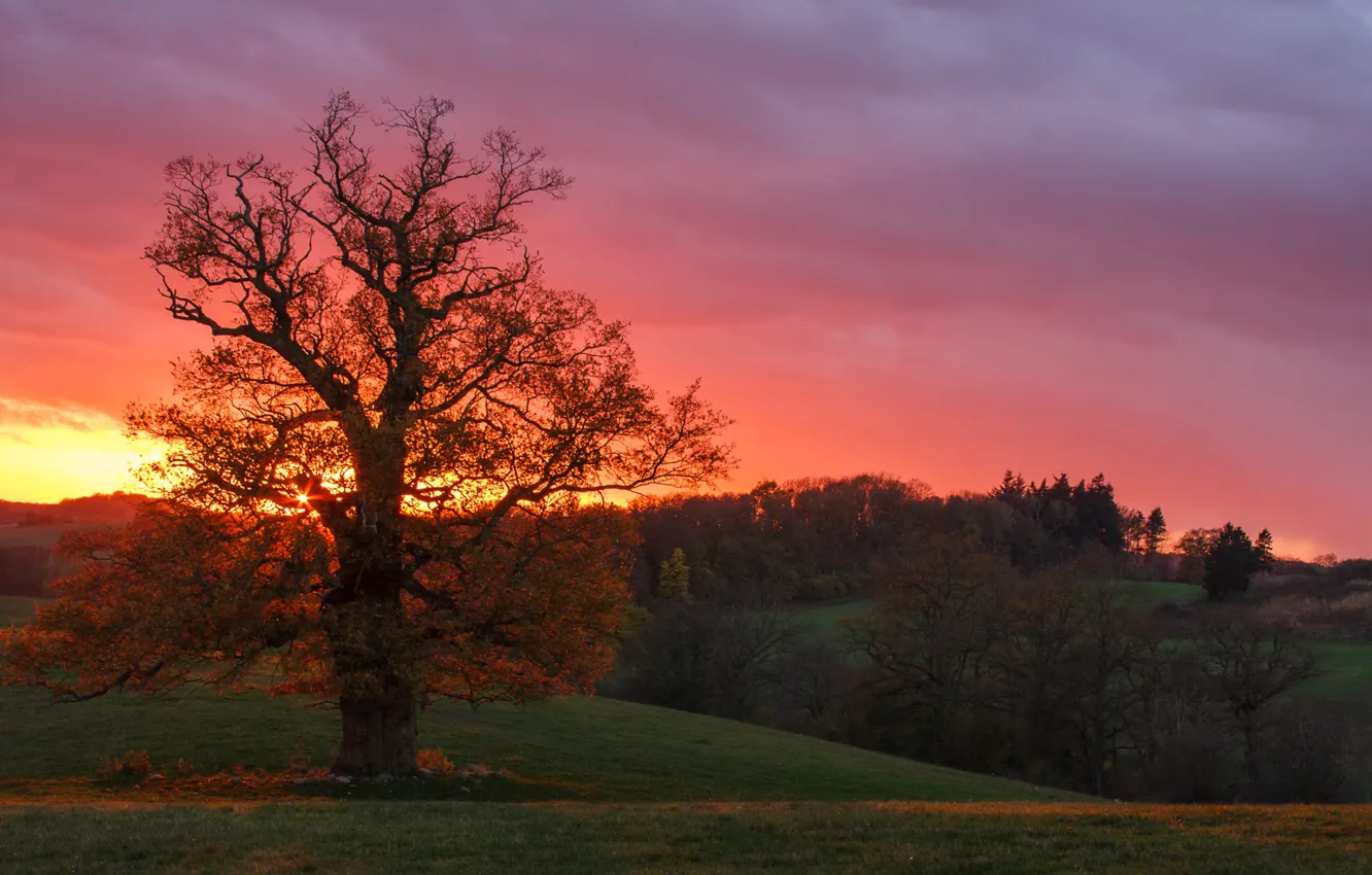 Фото обои осень, закат, дерево, Германия