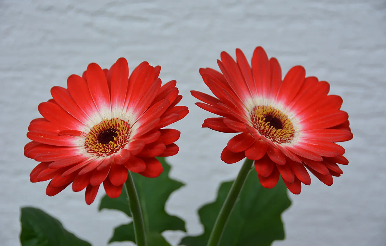 Фото обои герберы, Боке, Красные цветы, Red flowers