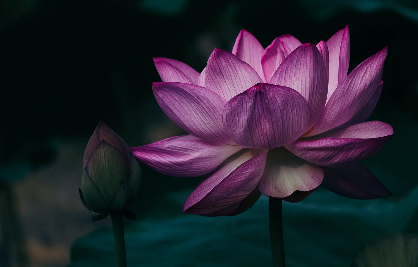 Фото обои цветок, листья, макро, темный фон, сиреневый, розовый, лепестки, бутон