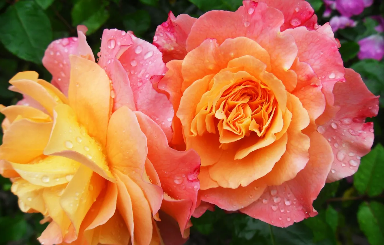 Фото обои капли, цветы, роса, роза, лепестки, сад