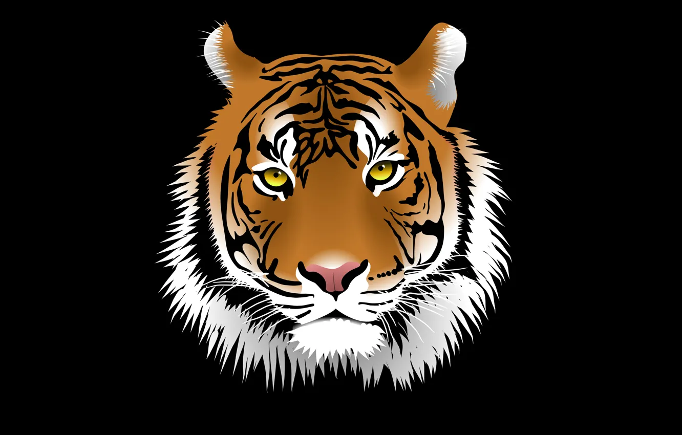 Фото обои морда, тигр, темный фон, tiger