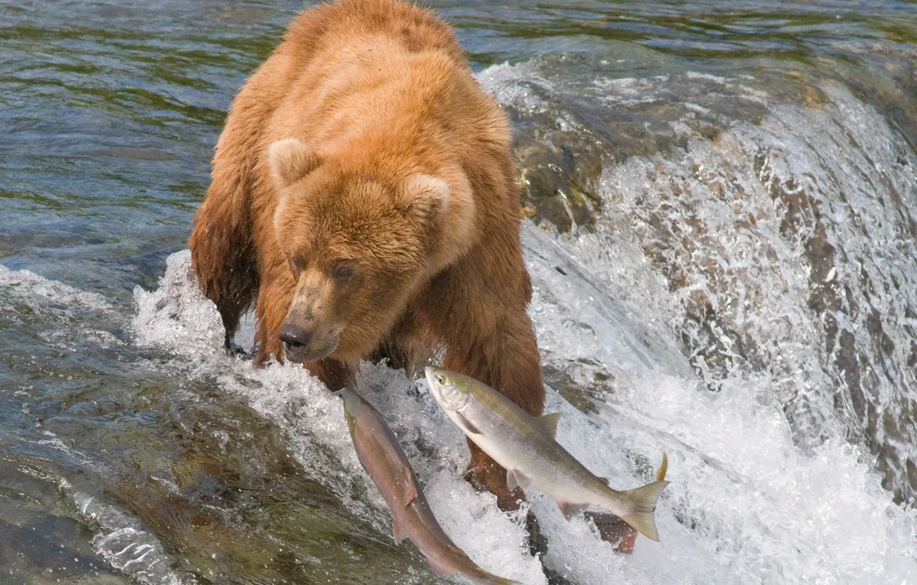 Фото обои вода, рыбы, река, медведь, охота, гризли, ловля, лосось