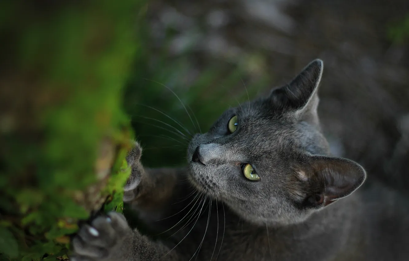 Фото обои глаза, кот, макро, серый, размытость, мордашка, ногти