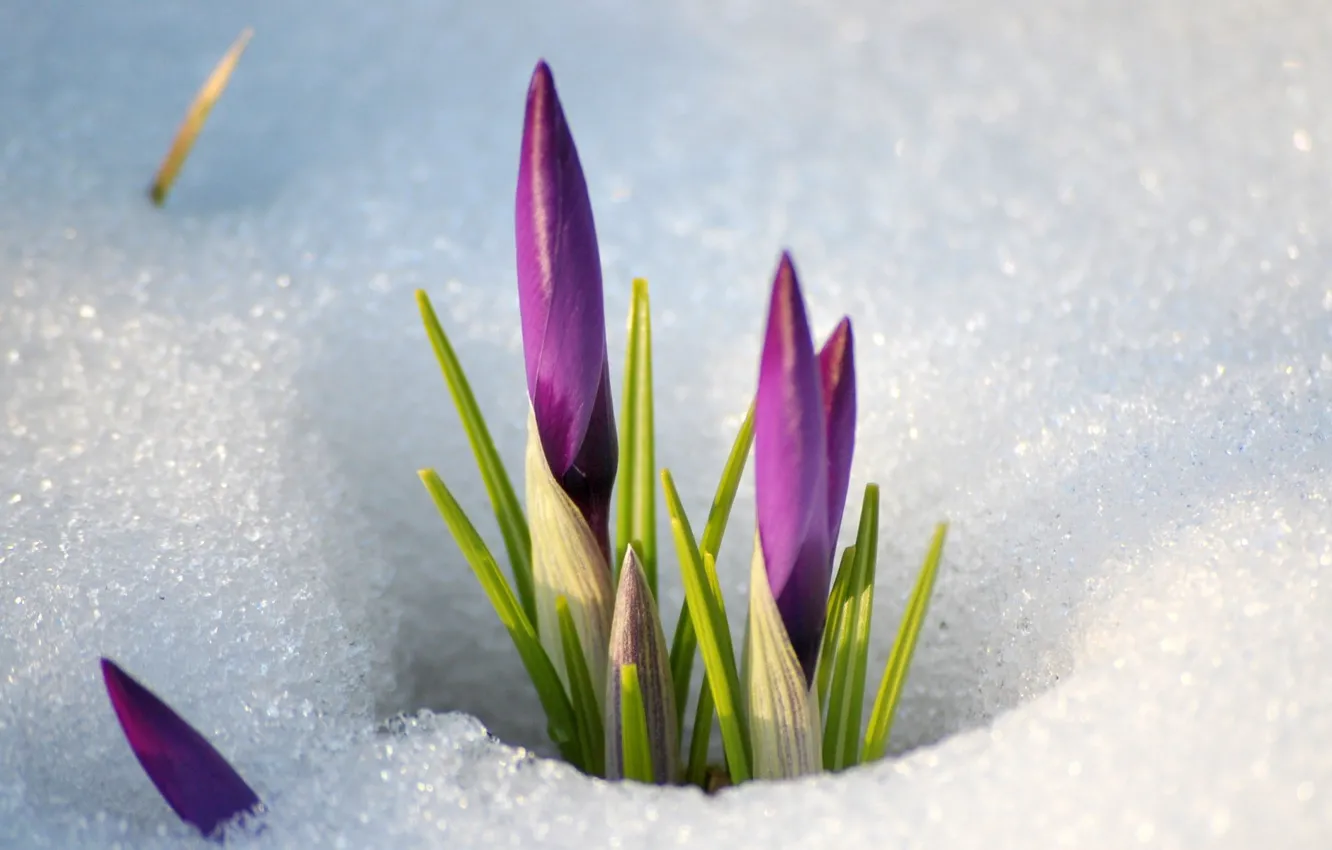Фото обои снег, цветы, весна