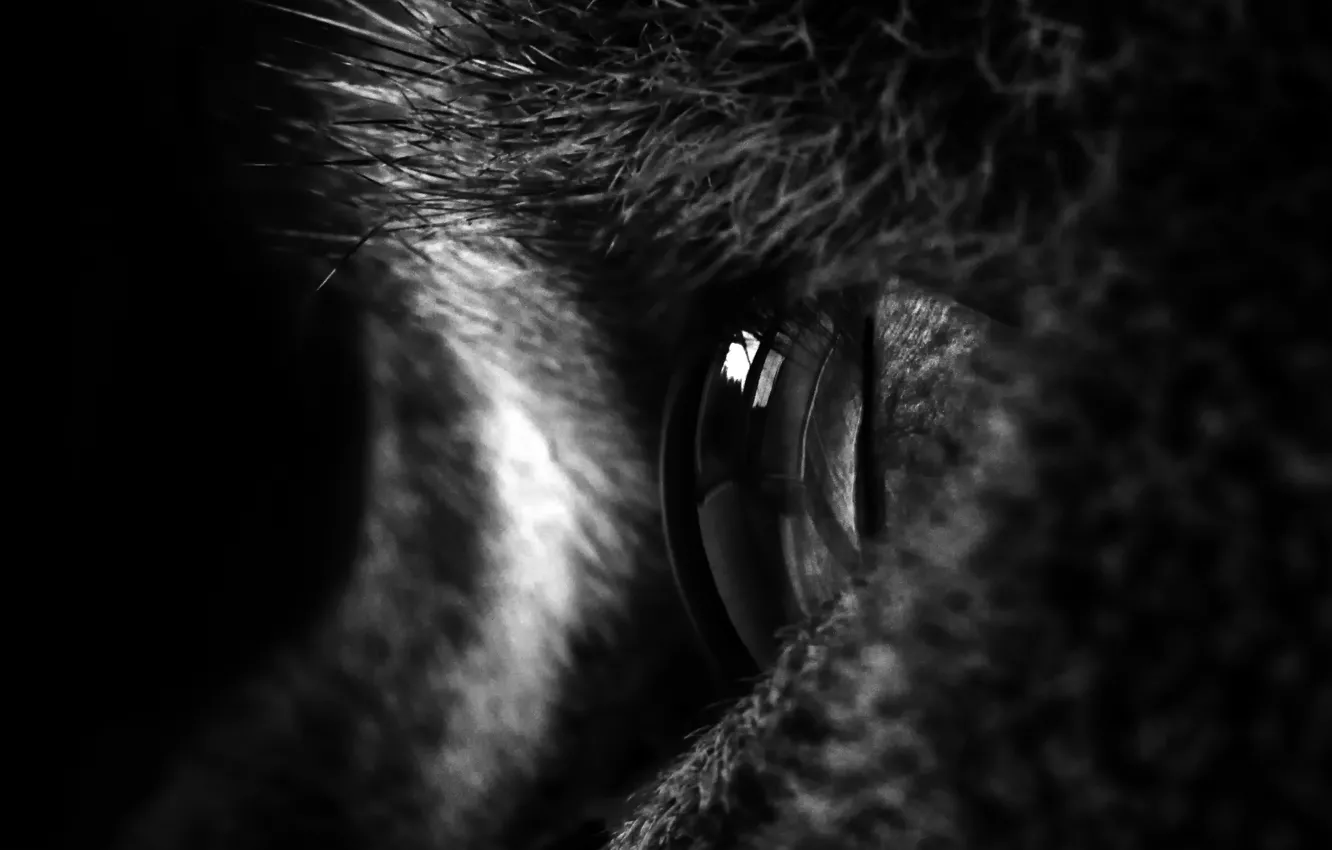 Фото обои white, black, eyes, cat