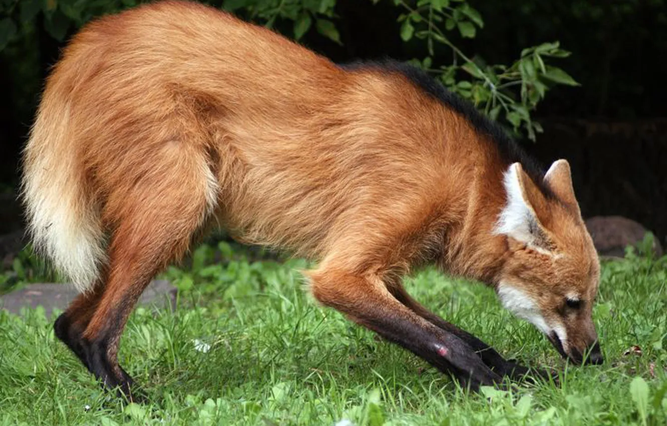 Фото обои fox, animal, maned wolf, sout american