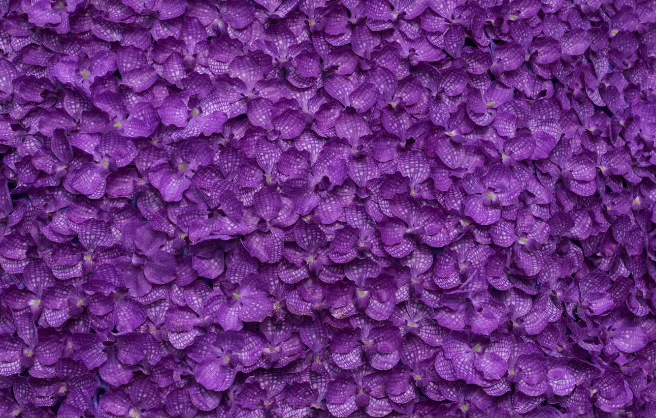 Фото обои цветы, фон, лепестки, фиолетовые, background, purple, petals, floral