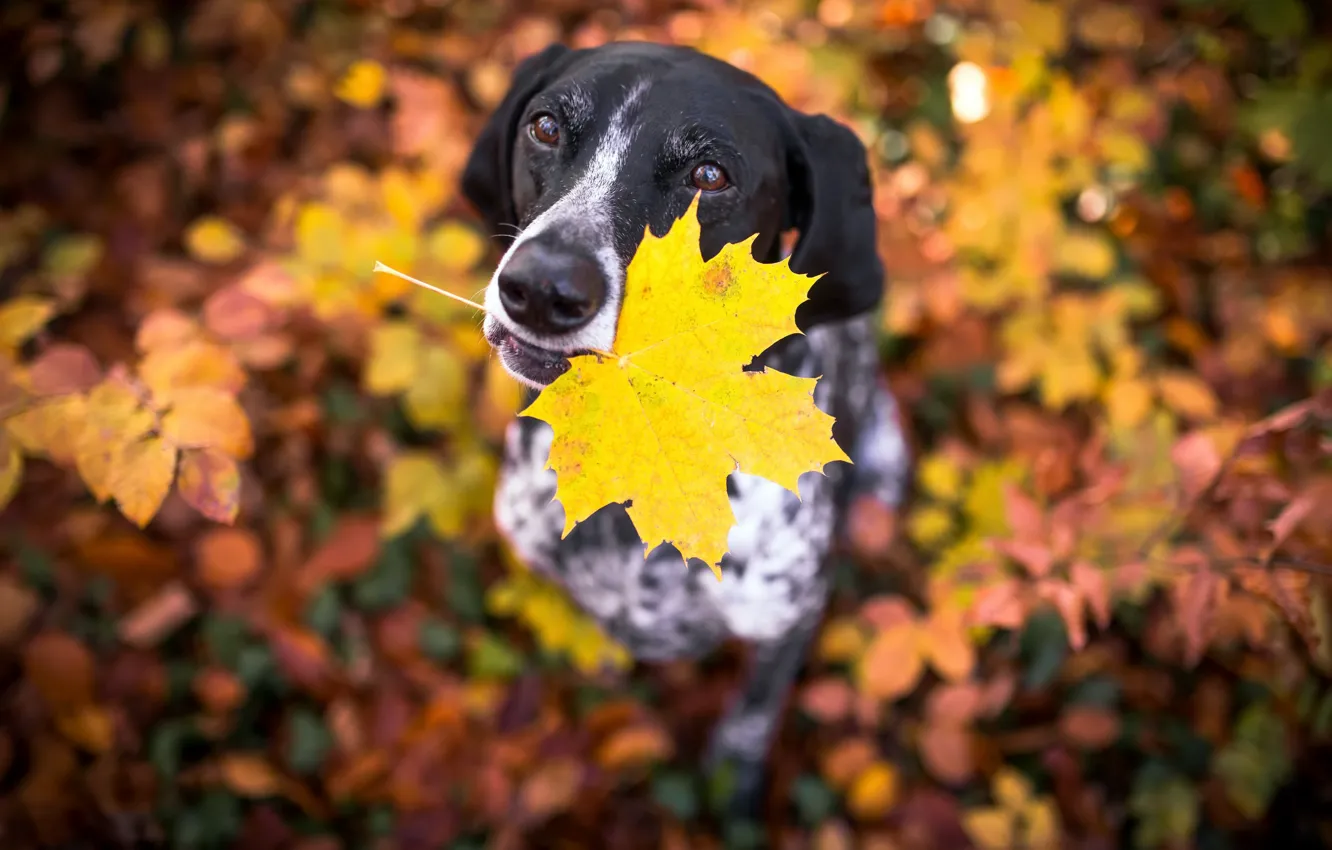 Фото обои осень, лист, друг, собака