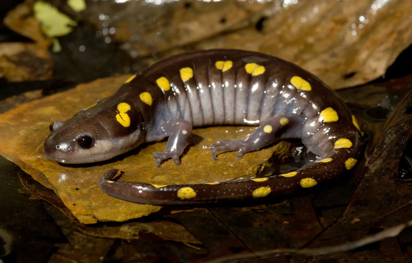 Фото обои природа, саламандра, жёлтопятнистый лягушкозуб