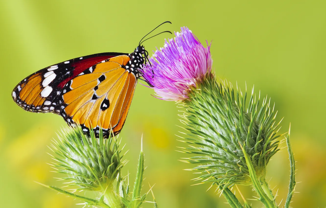 Фото обои бабочка, butterfly, монарх, чертополох
