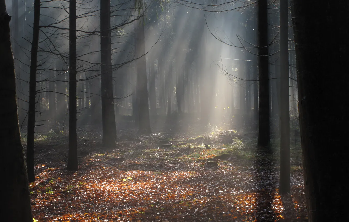 Фото обои осень, лес, лучи, свет, природа, листва