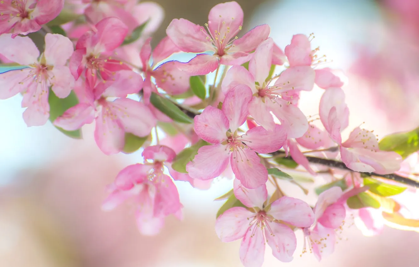 Фото обои розовый, ветка, весна