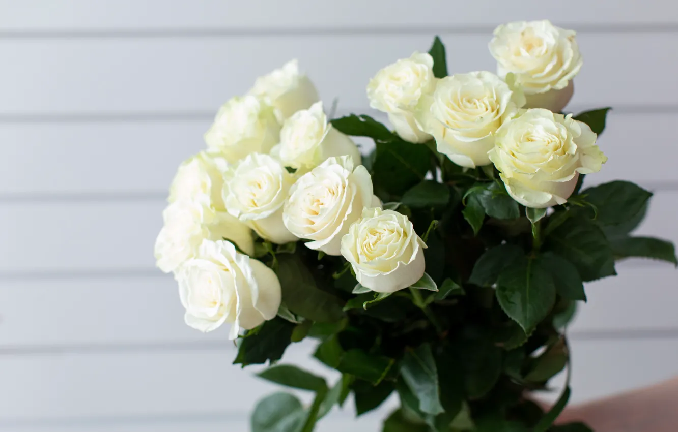 Фото обои розы, букет, белые