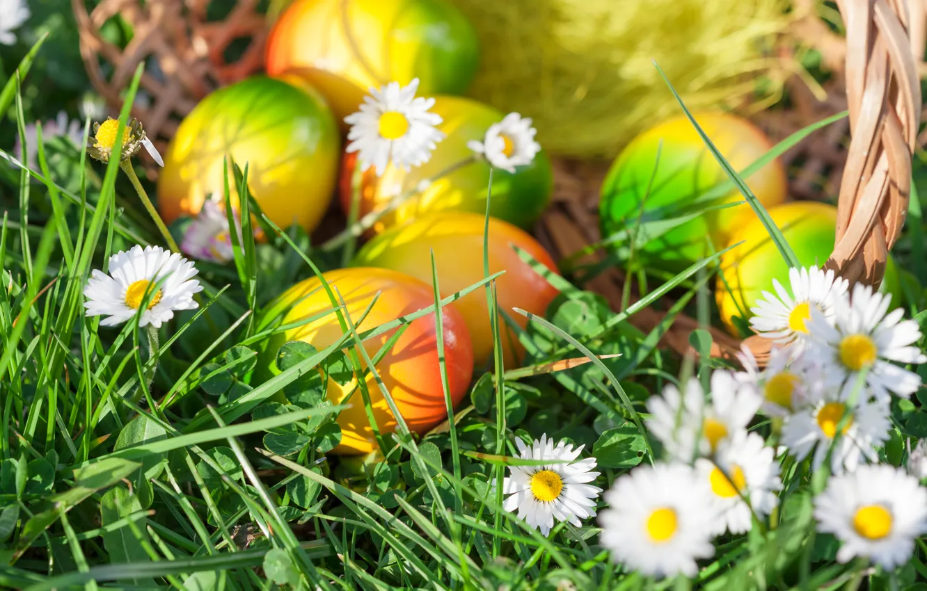 Фото обои трава, яйца, весна, Пасха, flowers, spring, Easter, eggs