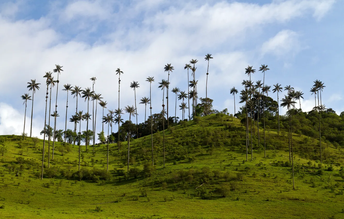 Фото обои зелень, небо, трава, облака, деревья, тропики, пальмы, холмы