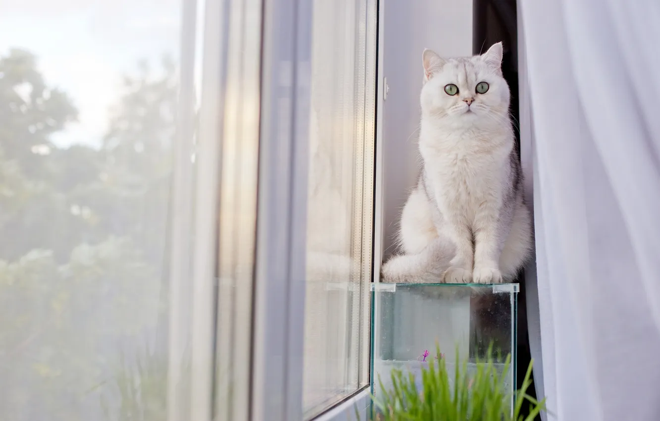 Фото обои кошка, белый, трава, кот, взгляд, стекло, поза, окно