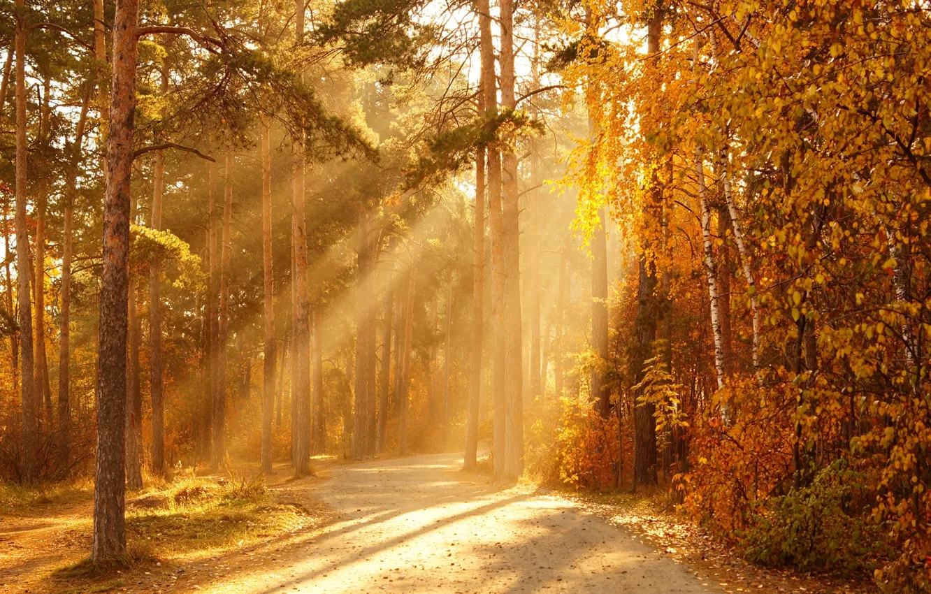 Фото обои осень, лес, солнце, лучи, деревья