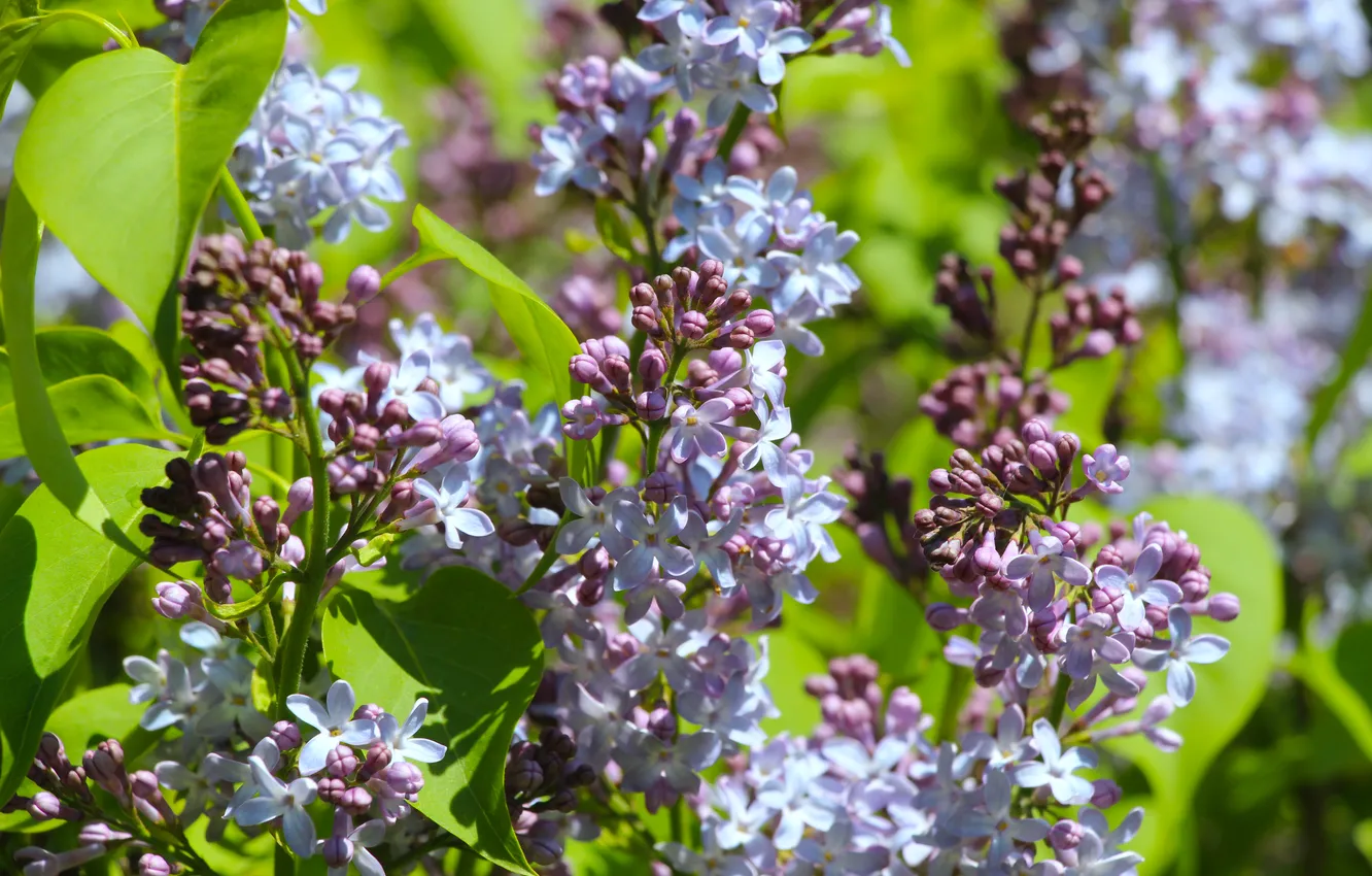 Фото обои spring, lilac, blooming